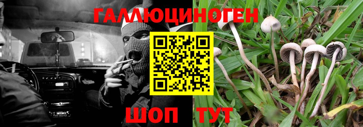 Галлюциногенные грибы Psilocybine cubensis Хабаровск